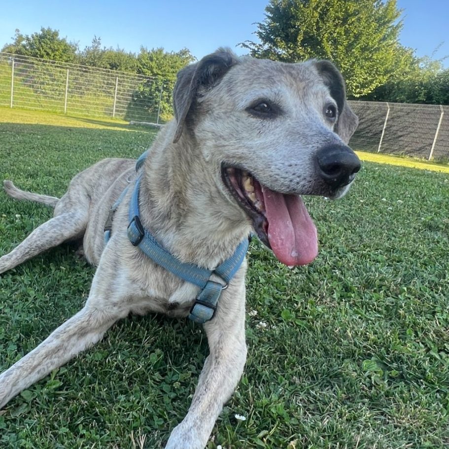 Neela liegt entspannt auf der Wiese – ältere Weimaraner-Mischlingshündin aus dem Tierschutz, die ich regelmäßig besuche und die noch ein Zuhause sucht.