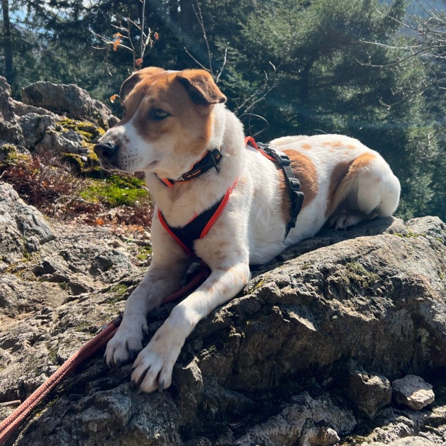 Abseits vom Hundeschulalltag gehen Max und ich wandern – hier liegt er entspannt auf einem Fels.