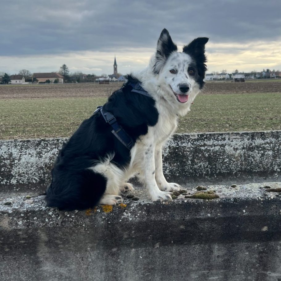 Border-Collie-Hündin Luna sitzt auf einer Mauer – ein Moment fern vom Hundetraining in der Natur.